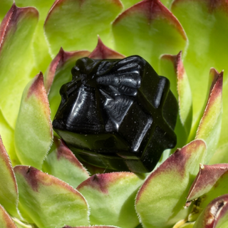 Black obsidian crystal present carving nestled in the center of a green succulent with burgundy-tipped leaves.